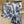 25002 B. Leopard